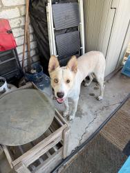 Reunited Male Dog last seen Rufe Snow Dr, North Richland Hills, TX, USA, North Richland Hills, TX 76180