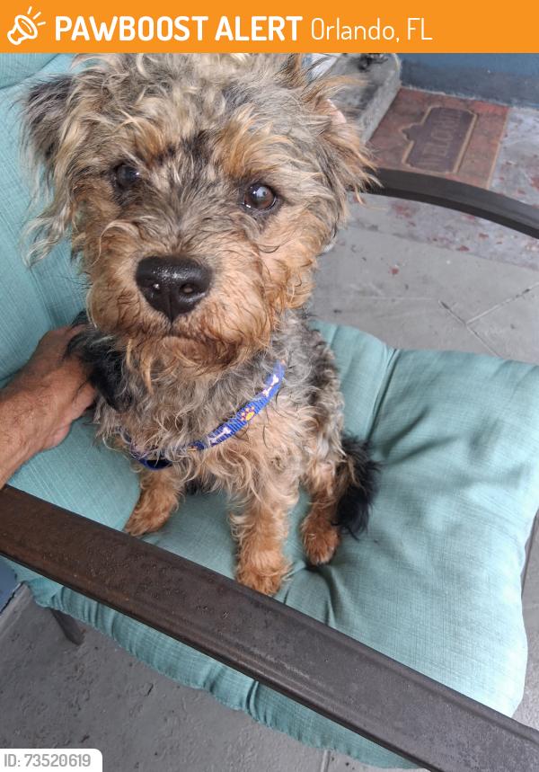 Found/Stray Male Dog last seen Colton dr and goldenrod rd, Orlando, FL 32822