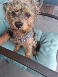 Found/Stray Male Dog last seen Colton dr and goldenrod rd, Orlando, FL 32822