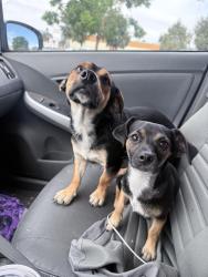 Found/Stray Unknown Dog last seen Target San Bernardino, San Bernardino, CA 92408