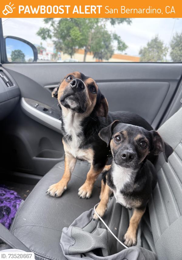 Found/Stray Unknown Dog last seen Target San Bernardino, San Bernardino, CA 92408