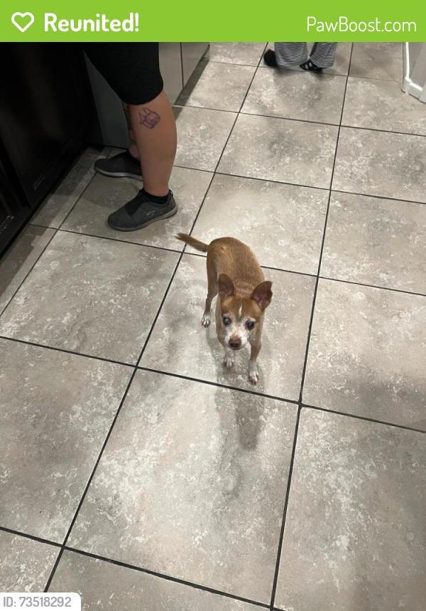 Reunited Male Dog last seen Blue Diamond and S Fort Apache, Las Vegas, NV 89178