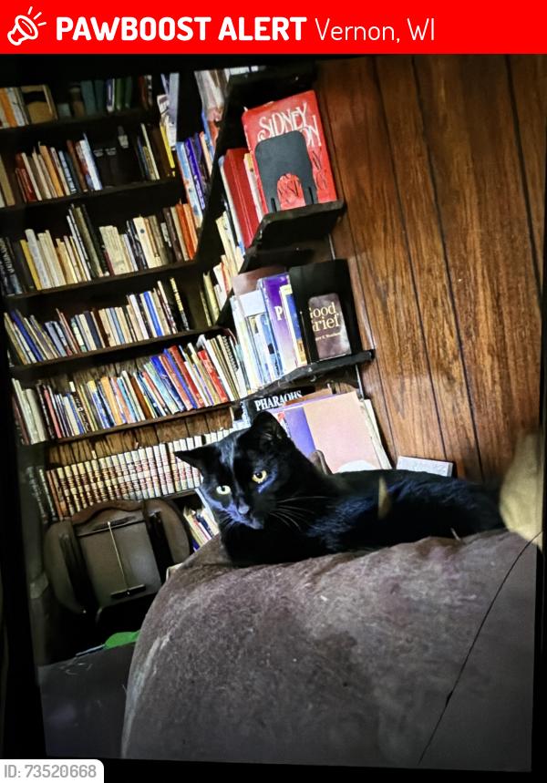 Lost Female Cat last seen National Ave and Edgewood ave., Vernon, WI 53149