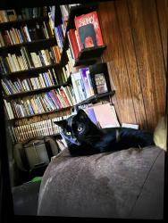 Lost Female Cat last seen National Ave and Edgewood ave., Vernon, WI 53149