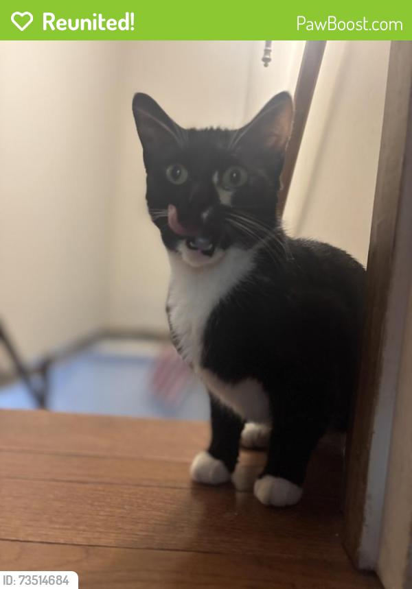 Reunited Female Cat last seen Hill Rd and Sandy Plains, Cobb County, GA 30062