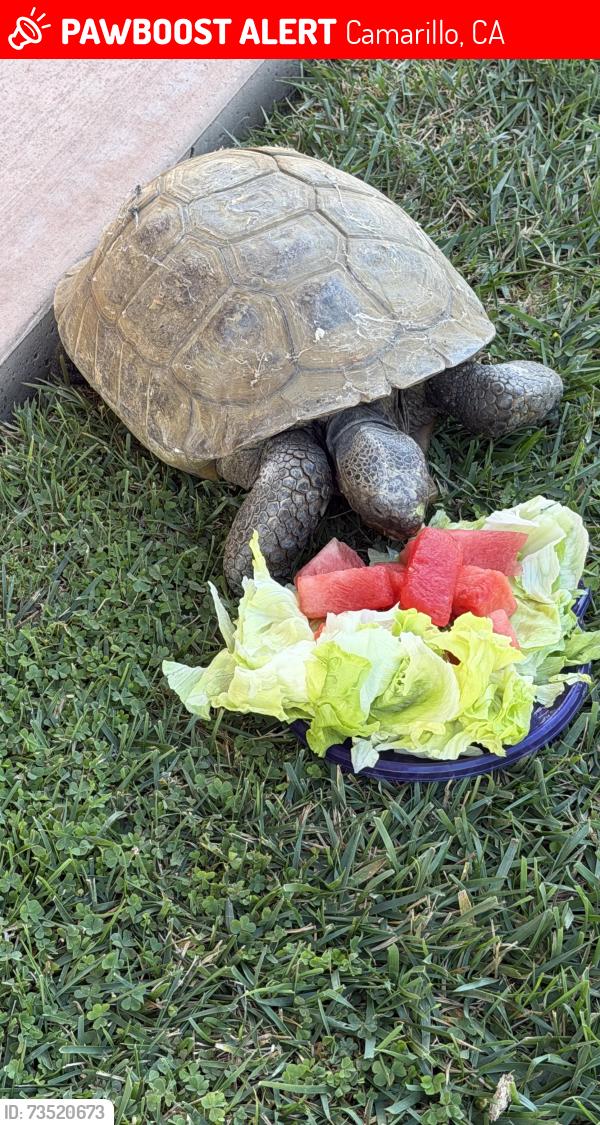 Lost Unknown Other last seen Stiles, Camarillo, CA 93010