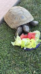 Lost Unknown Other last seen Stiles, Camarillo, CA 93010