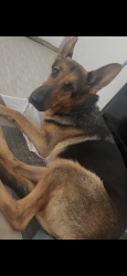 Reunited Female Dog last seen Winbourne Avenue, Baton Rouge, La, Usa, Baton Rouge, LA 70805