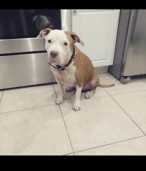 Reunited Female Dog last seen Neighbood near Cape Alliance Church, Skyline and Cape Coral Pkwy. 45th and 6th Ave, Cape Coral, FL 33914