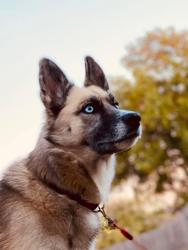 Reunited Female Dog last seen Blue Springs police department, Blue Springs, MO 64014