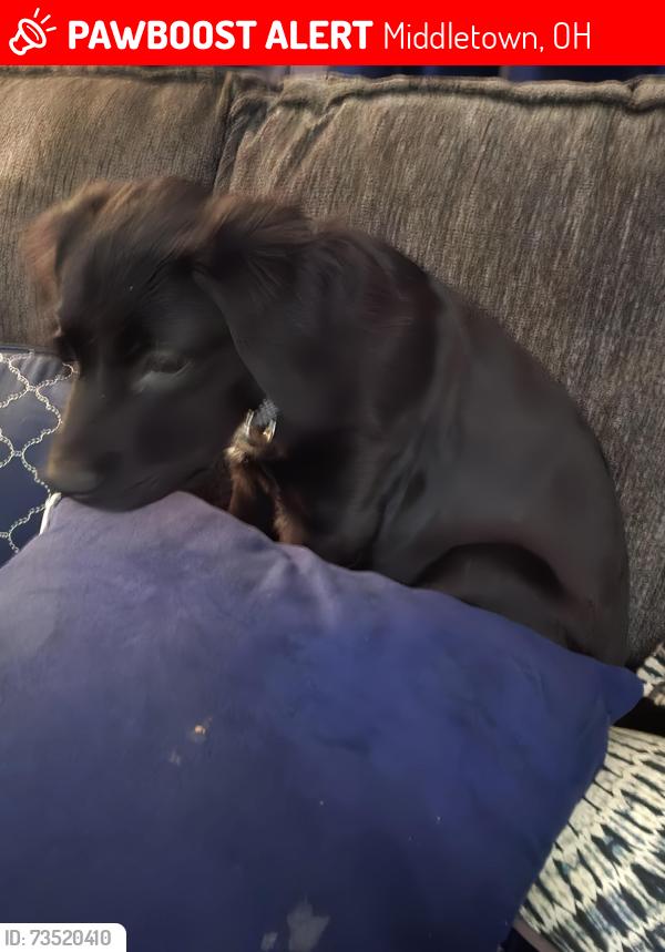 Lost Male Dog last seen Garden st and elm st..off 14th Ave and verity.pkwy, Middletown, OH 45044