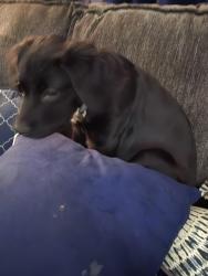 Lost Male Dog last seen Garden st and elm st..off 14th Ave and verity.pkwy, Middletown, OH 45044