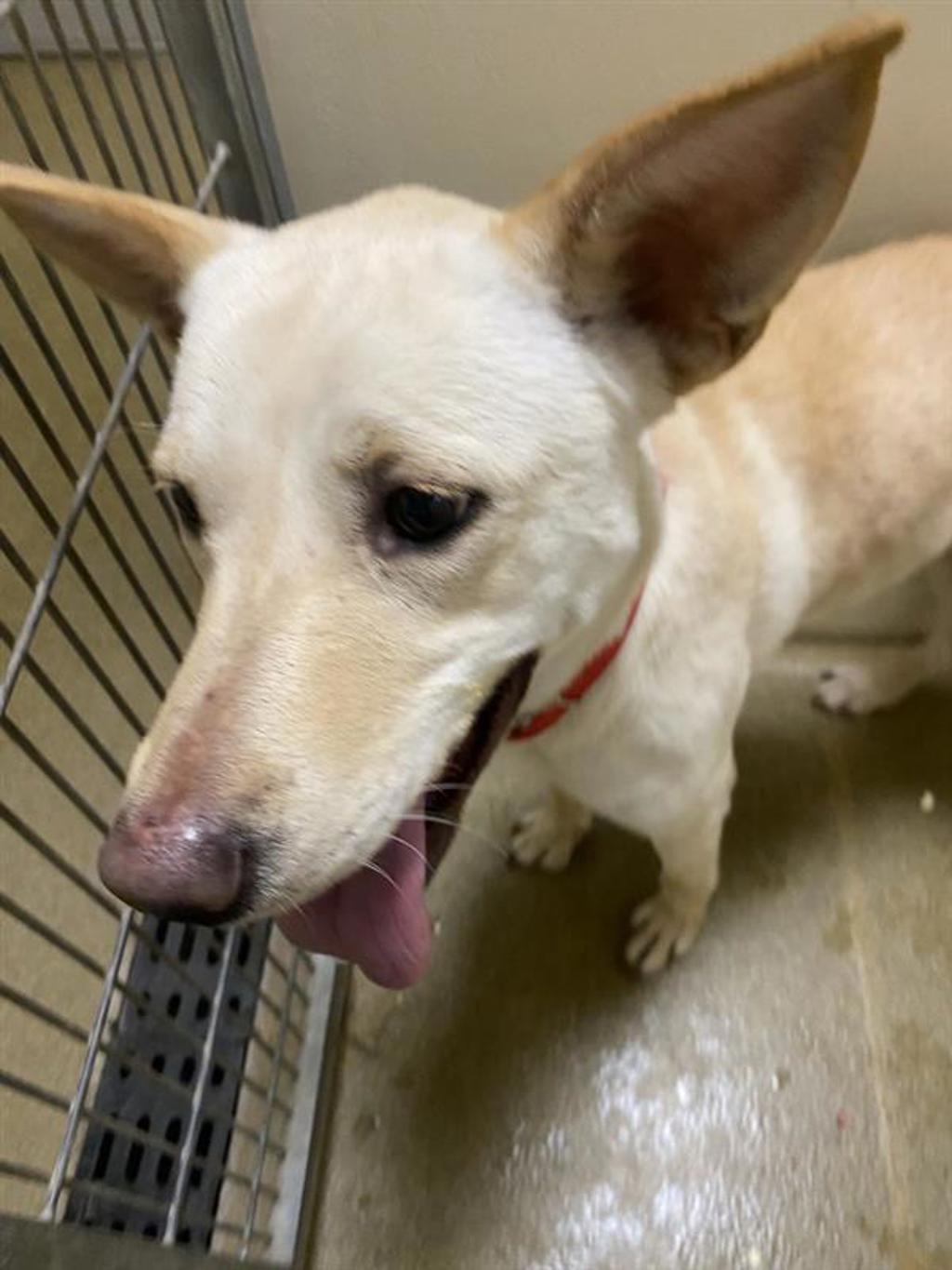 Shelter Stray Female Dog last seen Apt D58,4701 NE 72nd Avenue, VANCOUVER, WA, 98661, 1100 NE 192nd Ave, Vancouver, WA 98684, USA