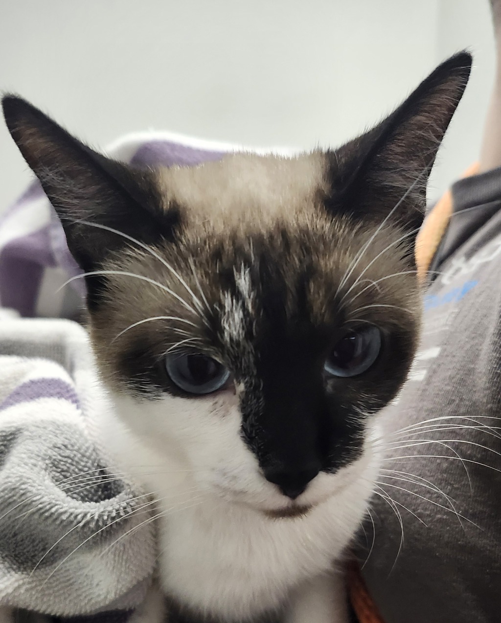 Shelter Stray Female Cat last seen Utah Street, Bremerton, WA, 98311, 9167 Dickey Rd NW, Silverdale, WA 98383, USA