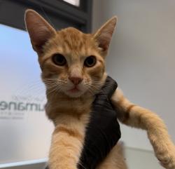 Shelter Stray Female Cat last seen 56th Street, San Diego, CA, 92105, 5500 Gaines St, San Diego, CA 92110, USA