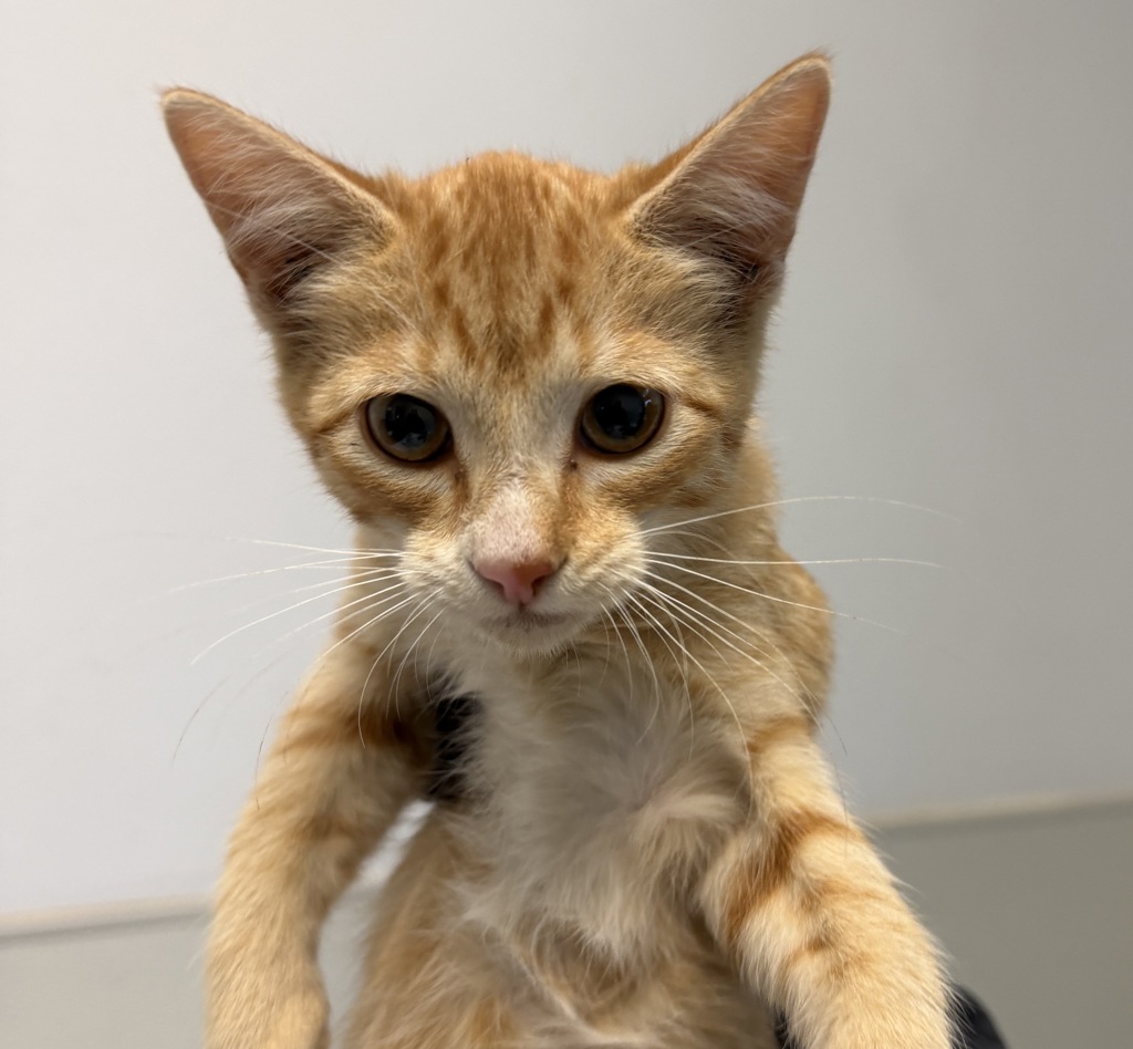 Shelter Stray Female Cat last seen 56th Street, San Diego, CA, 92105, 5500 Gaines St, San Diego, CA 92110, USA