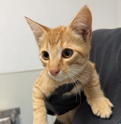 Shelter Stray Male Cat last seen 56th Street, San Diego, CA, 92105, 5500 Gaines St, San Diego, CA 92110, USA