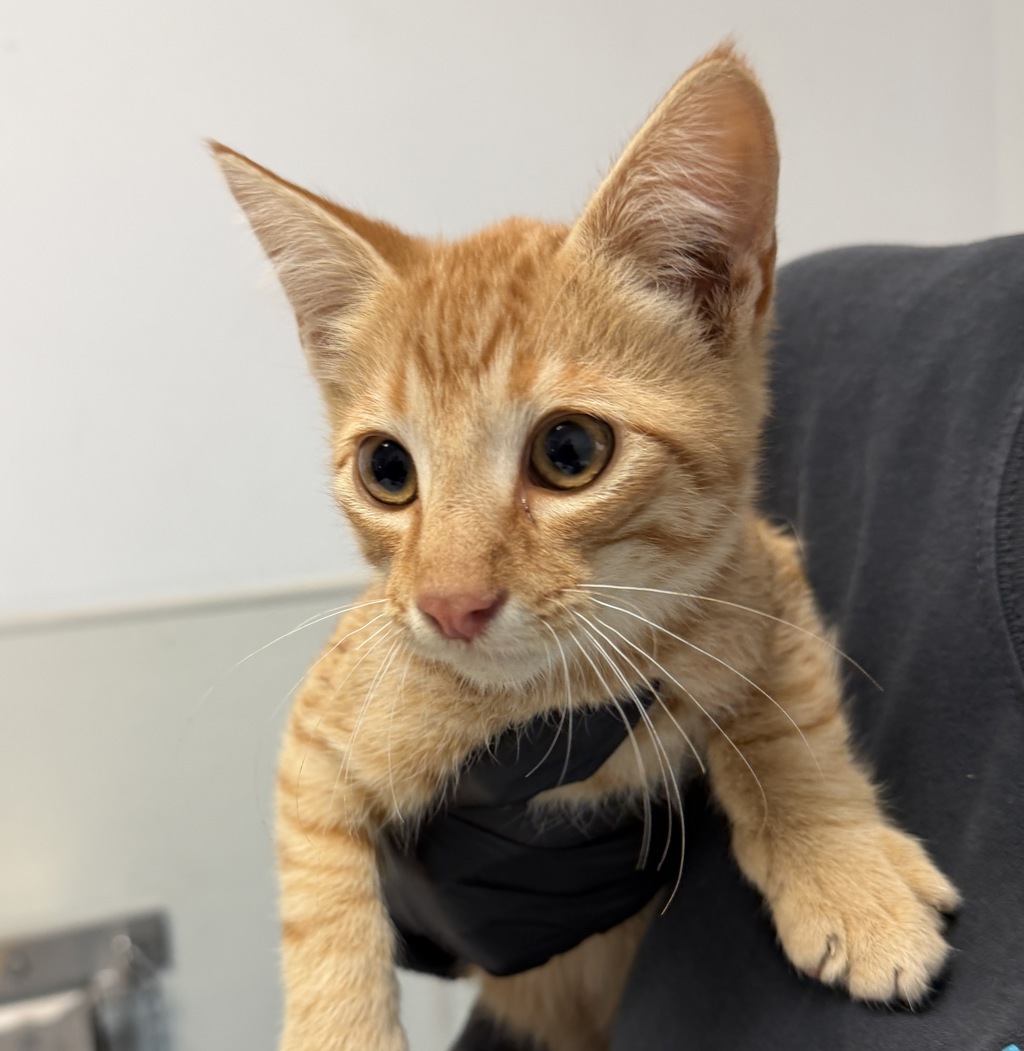 Shelter Stray Male Cat last seen 56th Street, San Diego, CA, 92105, 5500 Gaines St, San Diego, CA 92110, USA