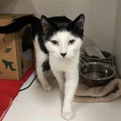 Shelter Stray Female Cat last seen 217th NE Sandy, FAIRVIEW, OR, 97024, 1700 W Historic Columbia River Hwy, Troutdale, OR 97060, USA