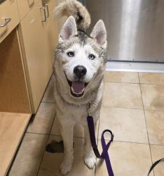 Shelter Stray Male Dog last seen N Vancouver, PORTLAND, OR, 97217, 1700 W Historic Columbia River Hwy, Troutdale, OR 97060, USA
