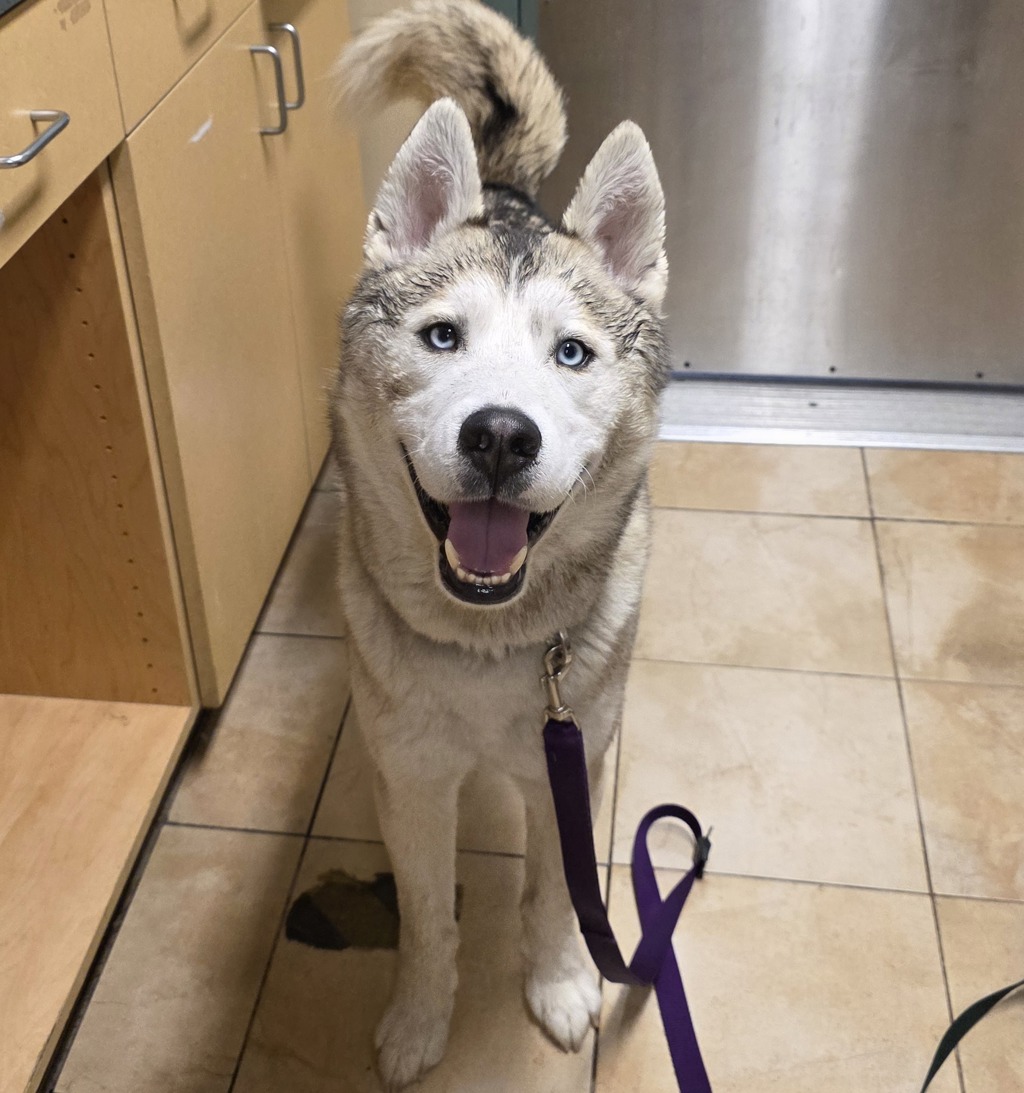 Shelter Stray Male Dog last seen N Vancouver, PORTLAND, OR, 97217, 1700 W Historic Columbia River Hwy, Troutdale, OR 97060, USA