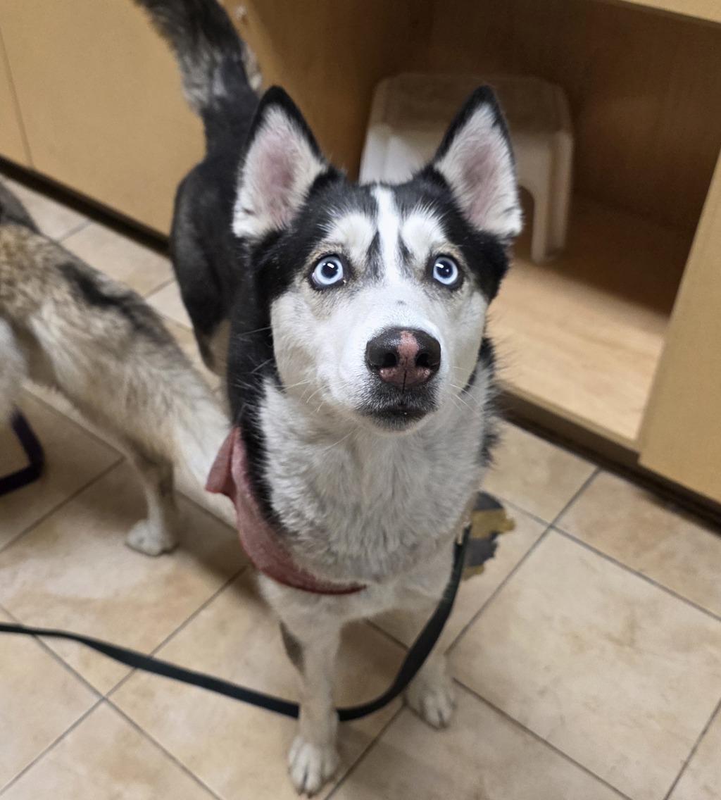 Shelter Stray Female Dog last seen N Vancouver, PORTLAND, OR, 97217, 1700 W Historic Columbia River Hwy, Troutdale, OR 97060, USA