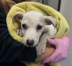 Shelter Stray Male Dog last seen Near Andover Road, El Cajon, CA, 92019, El Cajon, CA 92020, USA