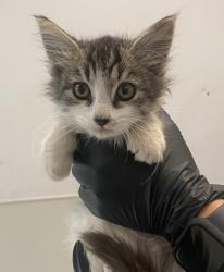 Shelter Stray Female Cat last seen Near Island Drive, San Diego, CA, 92102, 5500 Gaines St, San Diego, CA 92110, USA