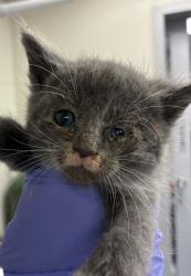 Shelter Stray Male Cat last seen SE 60th and SE Duke, OR, 1700 W Historic Columbia River Hwy, Troutdale, OR 97060, USA