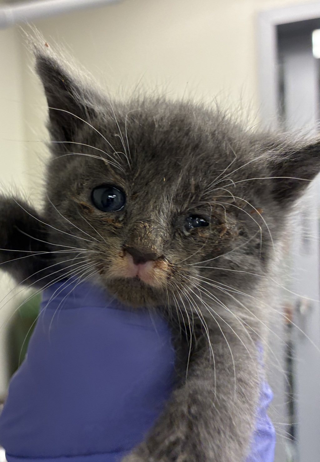 Shelter Stray Male Cat last seen SE 60th and SE Duke, OR, 1700 W Historic Columbia River Hwy, Troutdale, OR 97060, USA