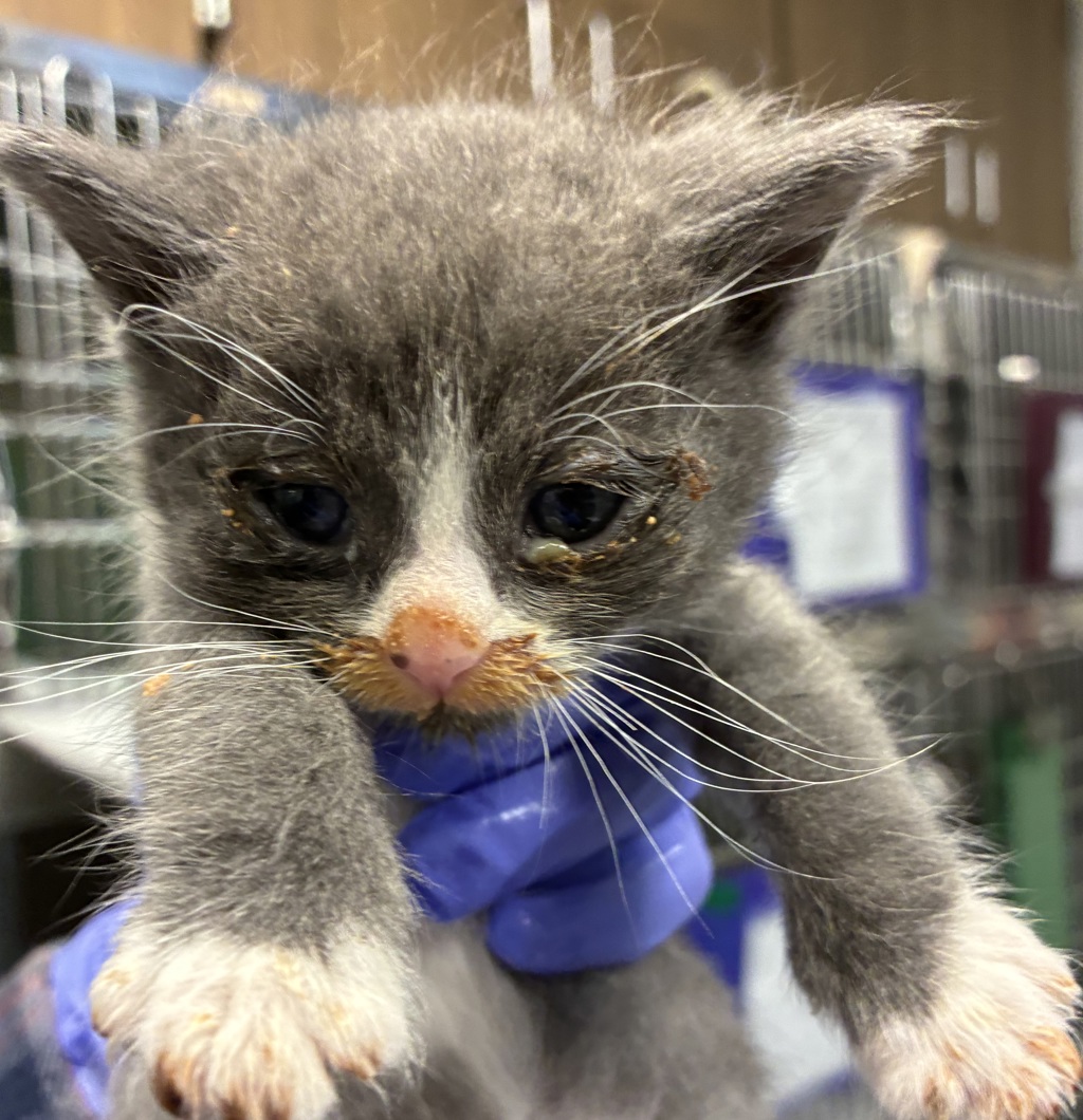 Shelter Stray Unknown Cat last seen SE 60th and SE Duke, OR, 1700 W Historic Columbia River Hwy, Troutdale, OR 97060, USA