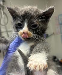 Shelter Stray Female Cat last seen SE 60th and SE Duke, OR, 1700 W Historic Columbia River Hwy, Troutdale, OR 97060, USA