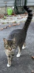 Lost Female Cat last seen Pottery Terrace, Henderson County, NC 28731