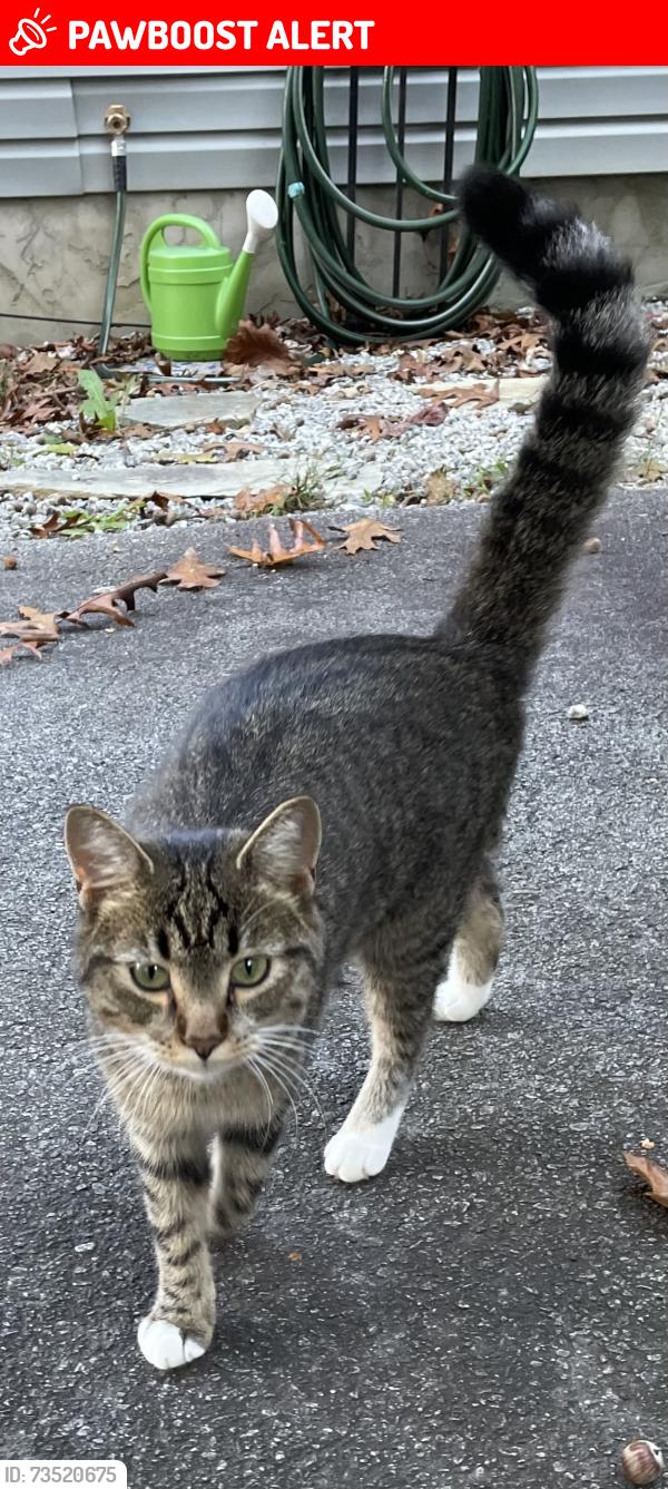 Lost Female Cat last seen Pottery Terrace, Henderson County, NC 28731