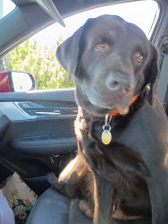 Reunited Male Dog last seen not sure, Denver, CO 80290