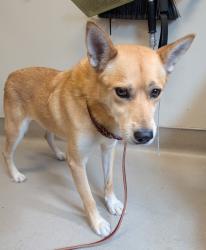 Shelter Stray Male Dog last seen Near E Madison Avenue, El Cajon, CA, 92021, El Cajon, CA 92020, USA