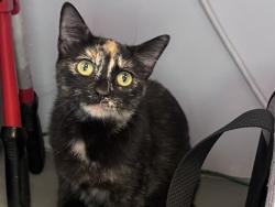 Shelter Stray Female Cat last seen Near S Mission Road, SALT LAKE CITY, UT, 84104, 511 W 3900 S, Salt Lake City, UT 84123, USA