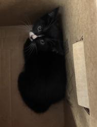 Shelter Stray Unknown Cat last seen 173rd E Crotona Avenue, BRONX, NY, 10457, 326 E 110th St, New York, NY 10029, USA
