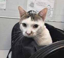 Shelter Stray Unknown Cat last seen Highway, BRONX, NY, 10459, 326 E 110th St, New York, NY 10029, USA