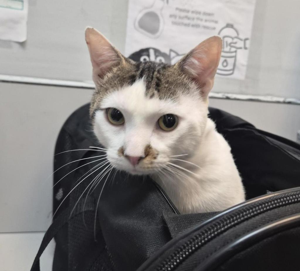 Shelter Stray Unknown Cat last seen Highway, BRONX, NY, 10459, 326 E 110th St, New York, NY 10029, USA