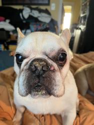 Reunited Male Dog last seen On Latona between 63rd & 64th, Seattle, WA 98115
