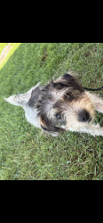 Lost Male Dog last seen E. 4th St. and Junipero Avenue, Long Beach, CA 90814