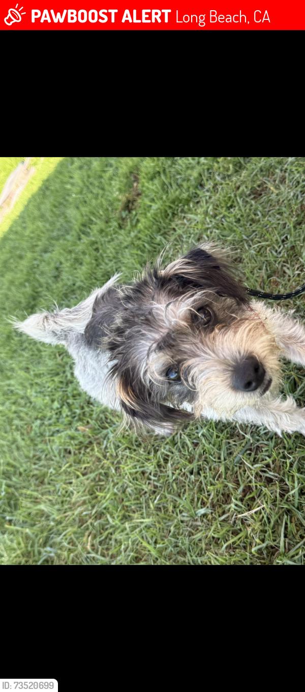 Lost Male Dog last seen E. 4th St. and Junipero Avenue, Long Beach, CA 90814