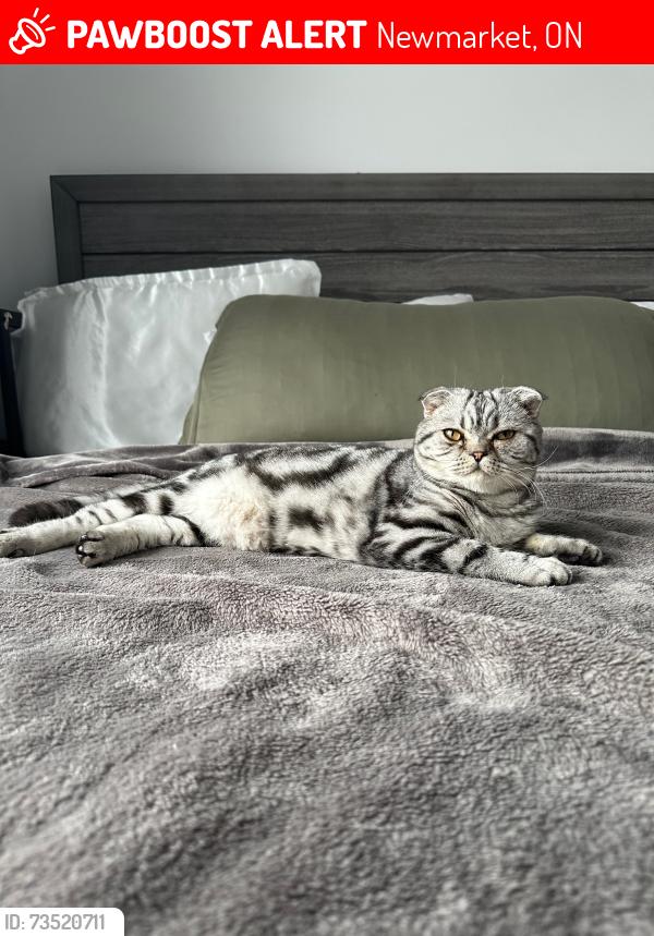 Lost Male Cat last seen Leslie & Cenotaph, Newmarket, ON 