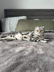 Lost Male Cat last seen Leslie & Cenotaph, Newmarket, ON 