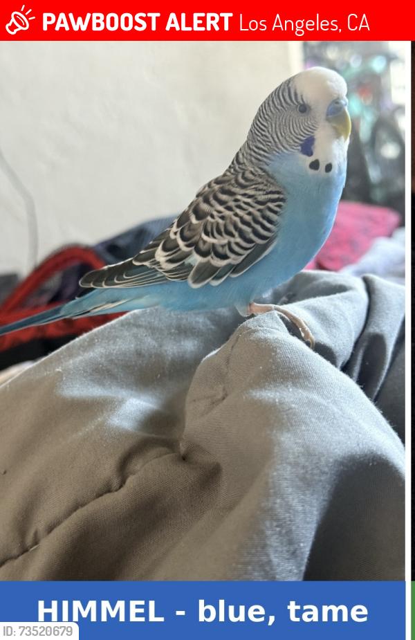 Lost Male Bird last seen 8th street and St Andrews place, Los Angeles, CA 90005