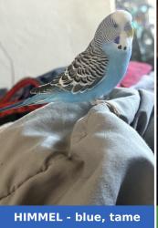 Lost Male Bird last seen 8th street and St Andrews place, Los Angeles, CA 90005
