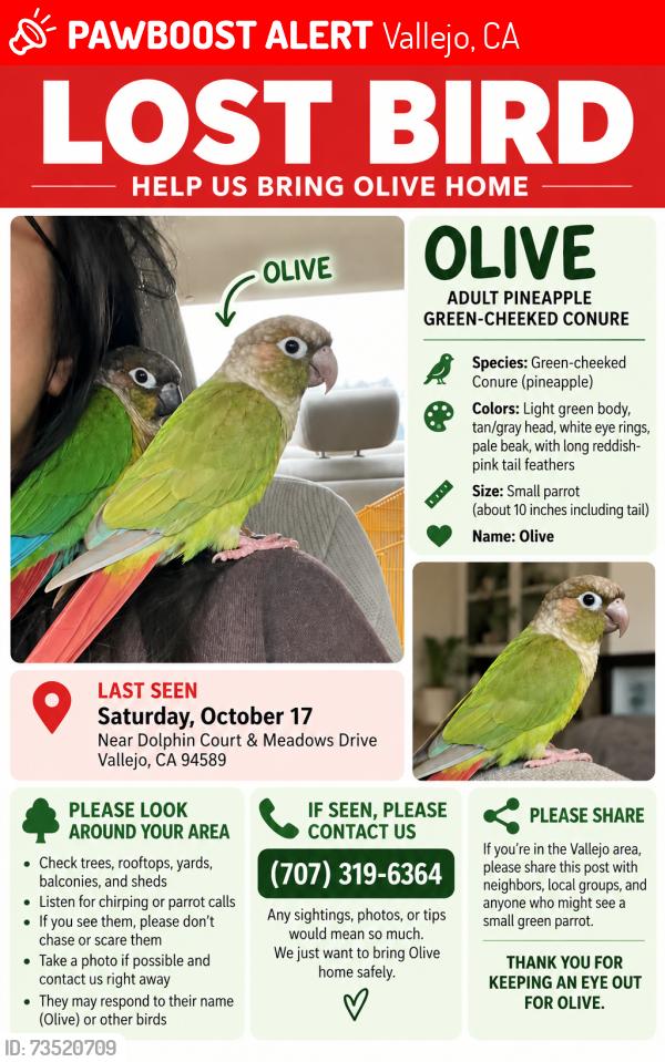 Lost Female Bird last seen Dolphin Ct and Meadow Dr, Vallejo, CA 94589