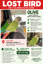 Lost Female Bird last seen Dolphin Ct and Meadow Dr, Vallejo, CA 94589