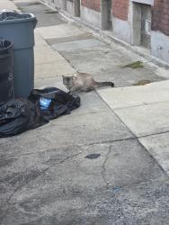 Found/Stray Unknown Cat last seen Corner of South 20th and Wilder, Philadelphia, PA 19146